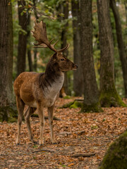Naklejka na ściany i meble Male of Fallow deer in the forest