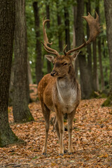 Male of Fallow deer in the forest