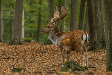 Male of Fallow deer in the forest
