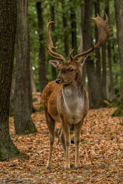Male of Fallow deer in the forest © Honza123