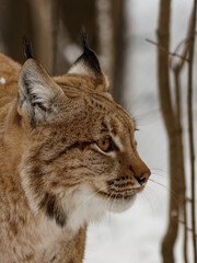 Obraz premium Eurasian lynx closeup portrait at winter