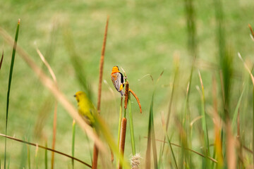 Red Bishop alongside a pond, among the reeds and building, weaving a nest