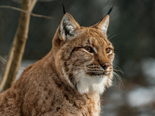 Eurasian lynx closeup portrait at winter