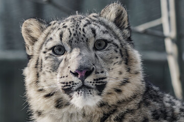 Fototapeta na wymiar Cub of Irbis - Snow leopard - closeup portrait
