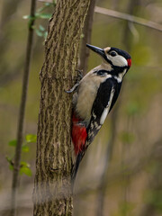 Great spotted woodpecker on the tree