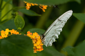 Tropical butterfly Morpho polyphemus (white morpho) on the orange flower