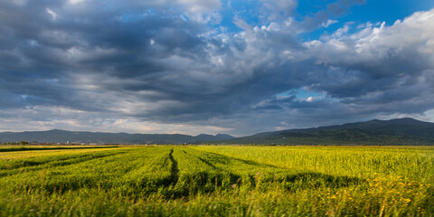 Plain wheat landscape field in Transylvania, Romania during summer