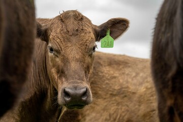 Beef cows and calves grazing on grass in Australia. Eating hay and silage. breeds include speckle...