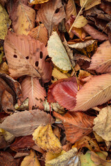 Autumn leaves carpet with variety of leaves and colors backdrop