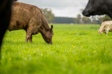 Beef cows and calves grazing on grass in Australia. Eating hay and silage. breeds include speckle...