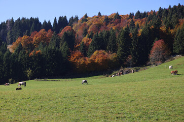 Autumn colors on the Asiago plateau, Veneto, Italy