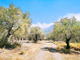 A view of the olive garden in the mountains during the day