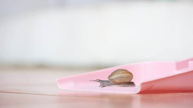 snail crawling on soft pink background
