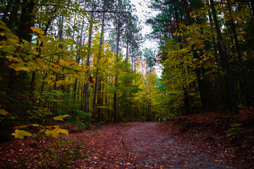 Walking trail in Ontario Simcoe County with leafs on the ground