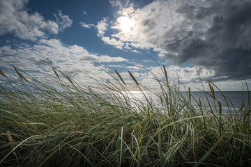 Tranquil scenery of the dune grass in the lakeside on a windy day under a cloudy sky