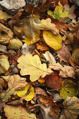 Autumn leaves carpet with variety of leaves and colors backdrop
