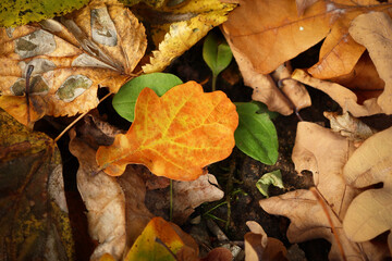 Autumn leaves carpet with variety of leaves and grass