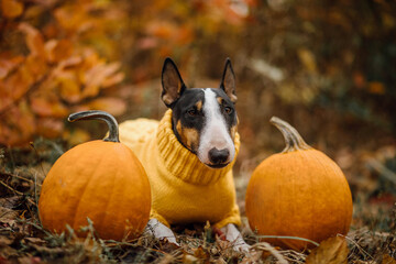 Dog with pumpkin in autumn yellow sweater mini bull terrier Halloween