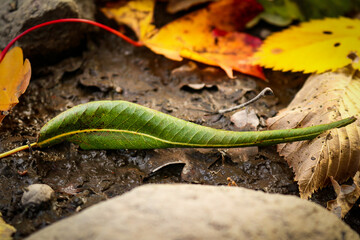 Green drying elongated leaf lying on ground among autumn leaves