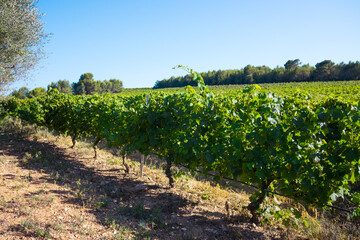 Fototapeta na wymiar Beautiful View Of A Vineyard In The Countryside of Spain.