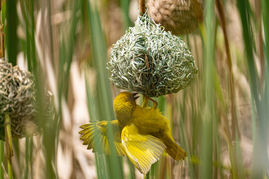 Maske-Weaver bird builds a bird's nest