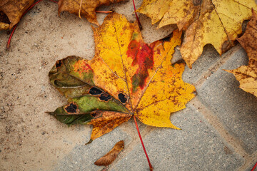 Bright triple colored autumn maple leaf lying on concrete paved road