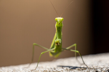 Insect