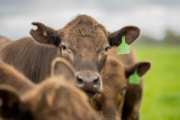 Close up of beef cows and calves grazing on grass in Australia, on a farming ranch. Cattle eating...