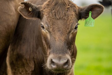 Close up of beef cows and calves grazing on grass in Australia, on a farming ranch. Cattle eating...