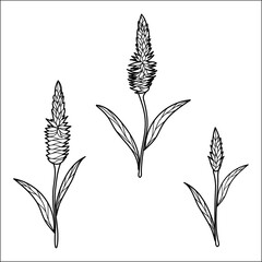 Surface pattern design. Great for retro summer fabric, scrapbooking, gift wrap, and wallpaper design projects.