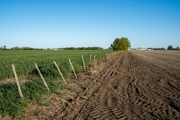 Young wheat field in Firmat, Santa Fe, Argentina