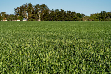 Young wheat field in Firmat, Santa Fe, Argentina