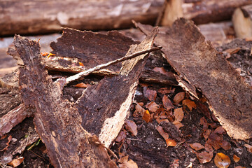 Autumn colors on the Asiago plateau, Veneto, Italy