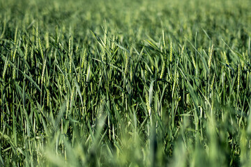 Young wheat field in Firmat, Santa Fe, Argentina