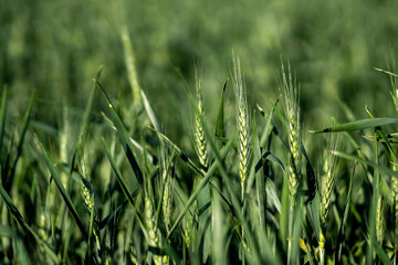 Young wheat field in Firmat, Santa Fe, Argentina