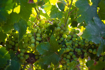 Close-up view of hanging grapes changing colors. Used for wine making.
