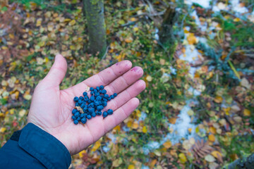 blueberries on the hand
