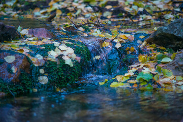 autumn leaves in the water