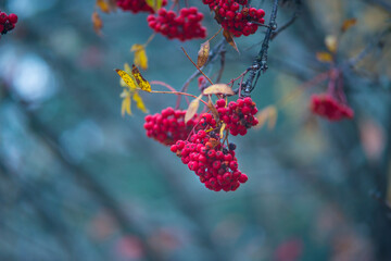 red berries on a branch