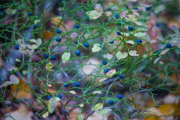 blueberries шт the autumn forest
