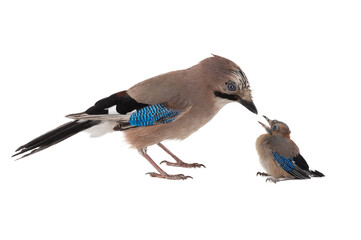 jay with little chick isolated on white background