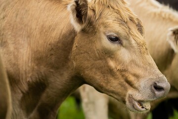 Close up of beef cows and calves grazing on grass in Australia, on a farming ranch. Cattle eating...