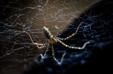 Spider on the web
