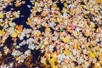 Autumn yellow maple leaves over blue water with reflection of trees in it