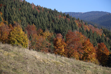 Autumn colors on the Asiago plateau, Veneto, Italy