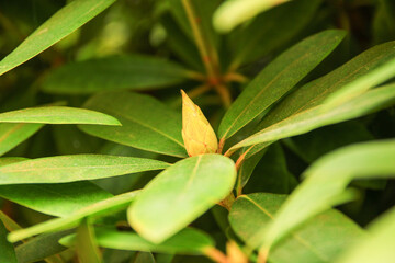 yellow flower bud near green vegetation