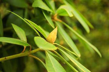 yellow flower bud near green vegetation