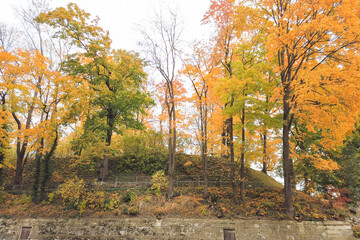 Autumn leaves and trees in the park