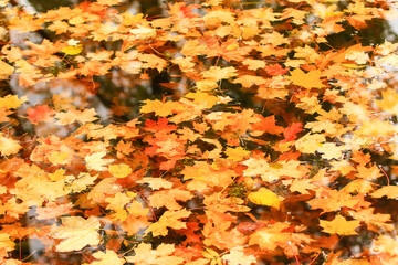 Autumn yellow maple leaves over blue water with reflection of trees in it