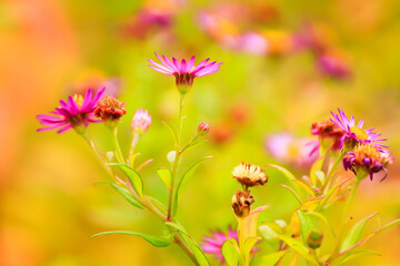purple flowers in autumn time